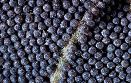 Noctuelle défoliatrice : un papillon venu du Sud