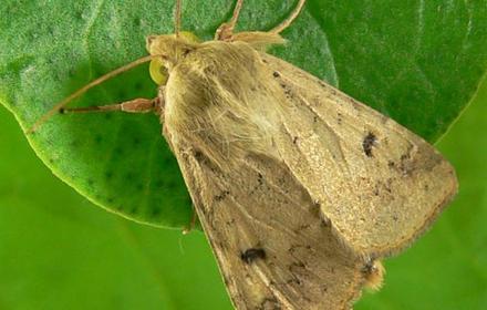 Noctuelles défoliatrices sur fraisiers : des chenilles à surveiller de près