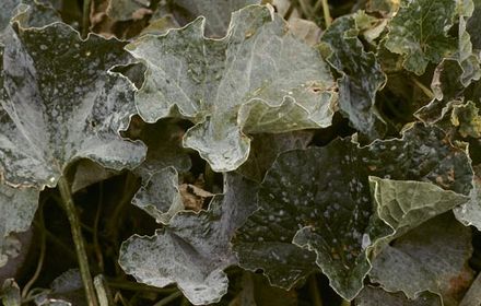 Oïdium du melon, nuisible à la qualité