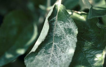 Oïdium, une nuisibilité variable