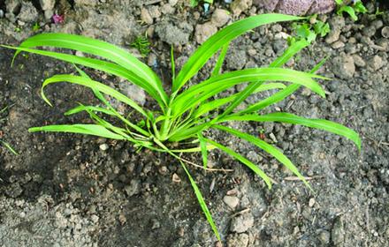 Panic pied-de-coq, vite envahissant