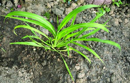 Panic pied-de-coq, vite envahissant