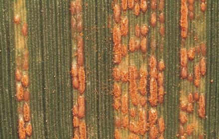 Rouille jaune : apprécie les ciels couverts