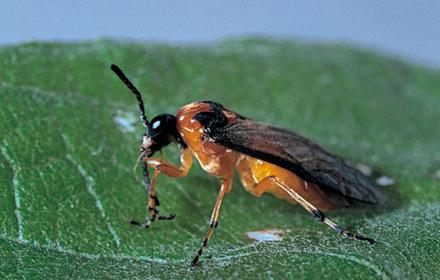 Tenthrède de la rave : une fausse chenille très vorace