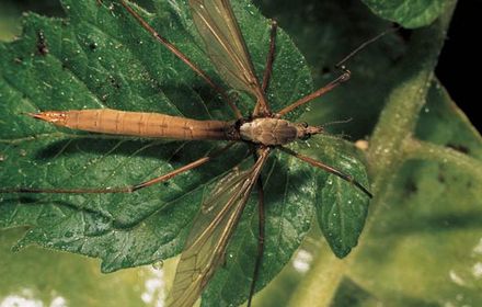 Tipule : un « cousin » destructeur