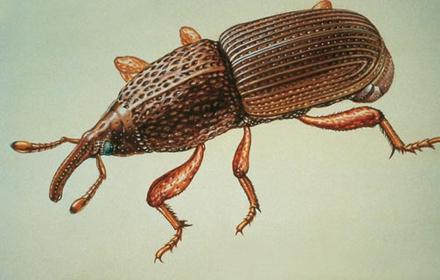 Charançon du bourgeon terminal : des colzas buissonnants