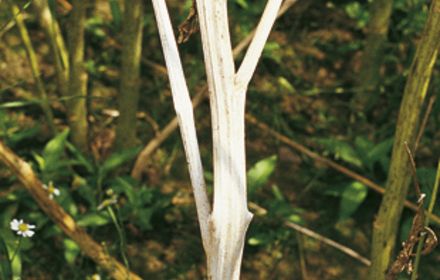 Comment contrôler le sclérotinia du colza ?