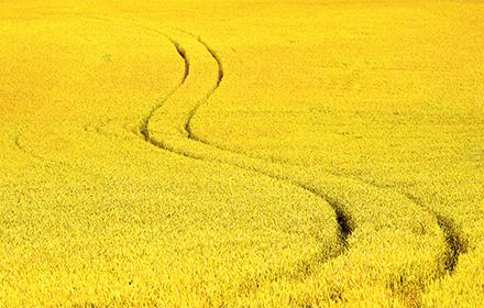 Protéger efficacement votre traitement du colza avec le biocontrôle Rhapsody® ? Nos réponses à vos questions