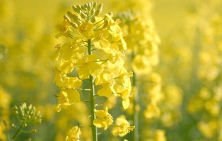 Rhapsody® : un produit de biocontrôle en colza facile et efficace contre le sclérotinia