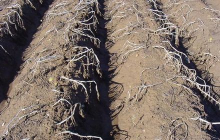 Défanage de pomme de terre : la qualité visée