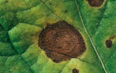 Mildiou, la principale maladie des pommes de terre