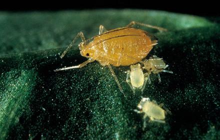 Pucerons sur pommes de terre : quatre pucerons à surveiller de près