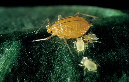 Pucerons sur pommes de terre : quatre pucerons à surveiller de près