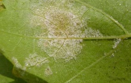 Comment contrôler le mildiou de la vigne ?