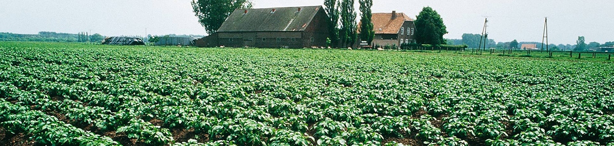 Fongicides arboriculture