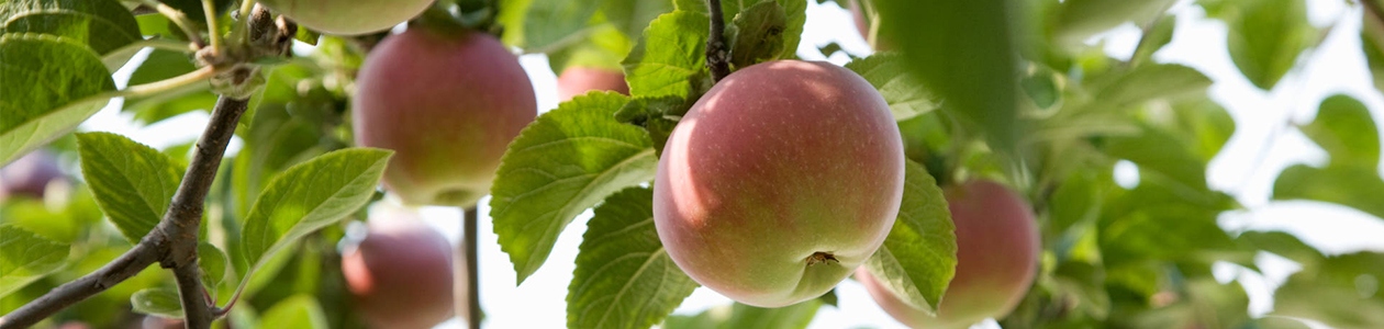 Fongicides arboriculture