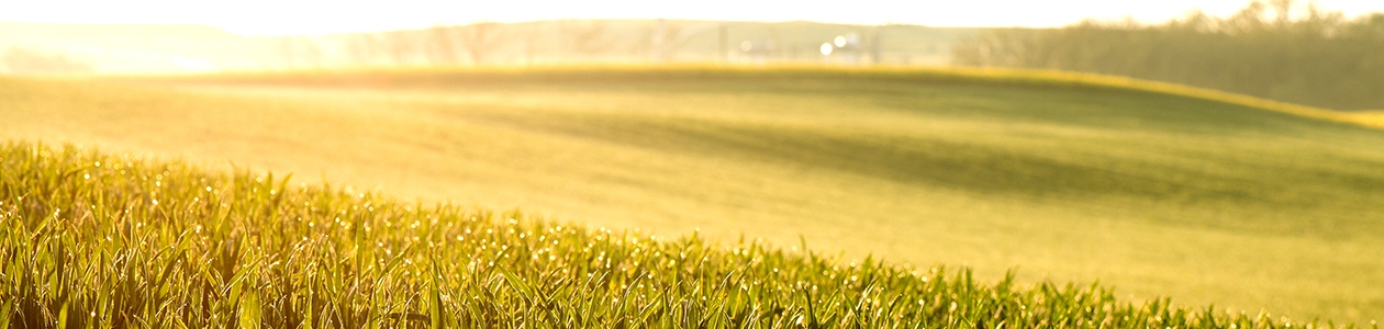 Insecticides autres grandes cultures