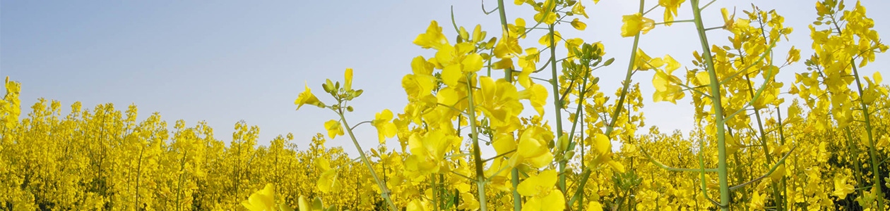 Insecticides sur colza