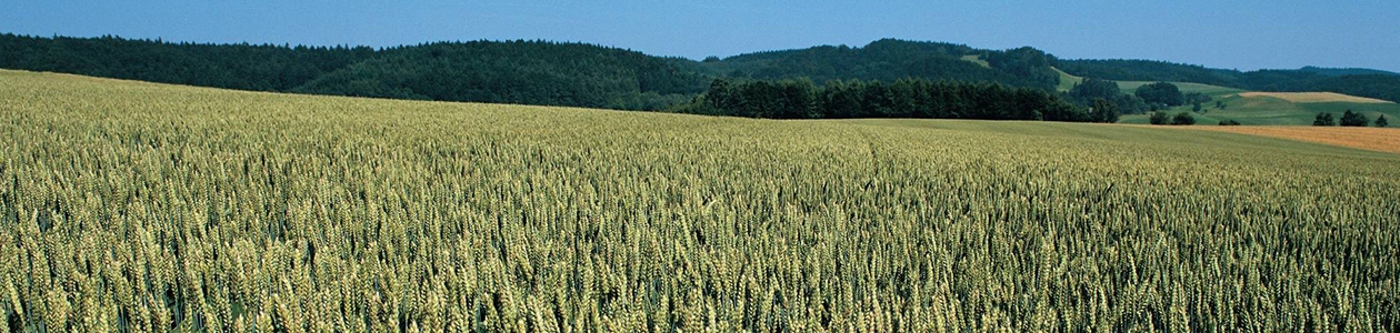 Régulateurs de croissance sur céréales