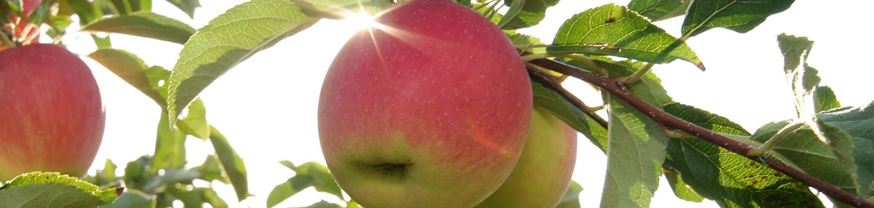 Tous les produits phytosanitaires en Arboriculture