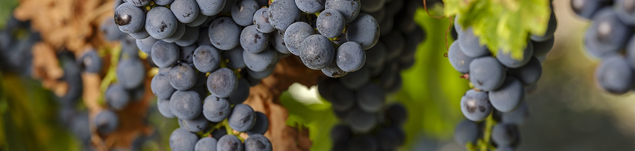 Tous les produits phytosanitaires en Vigne