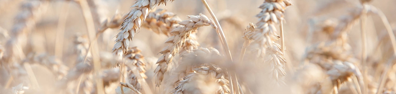 Tous les produits phytosanitaires sur Céréales