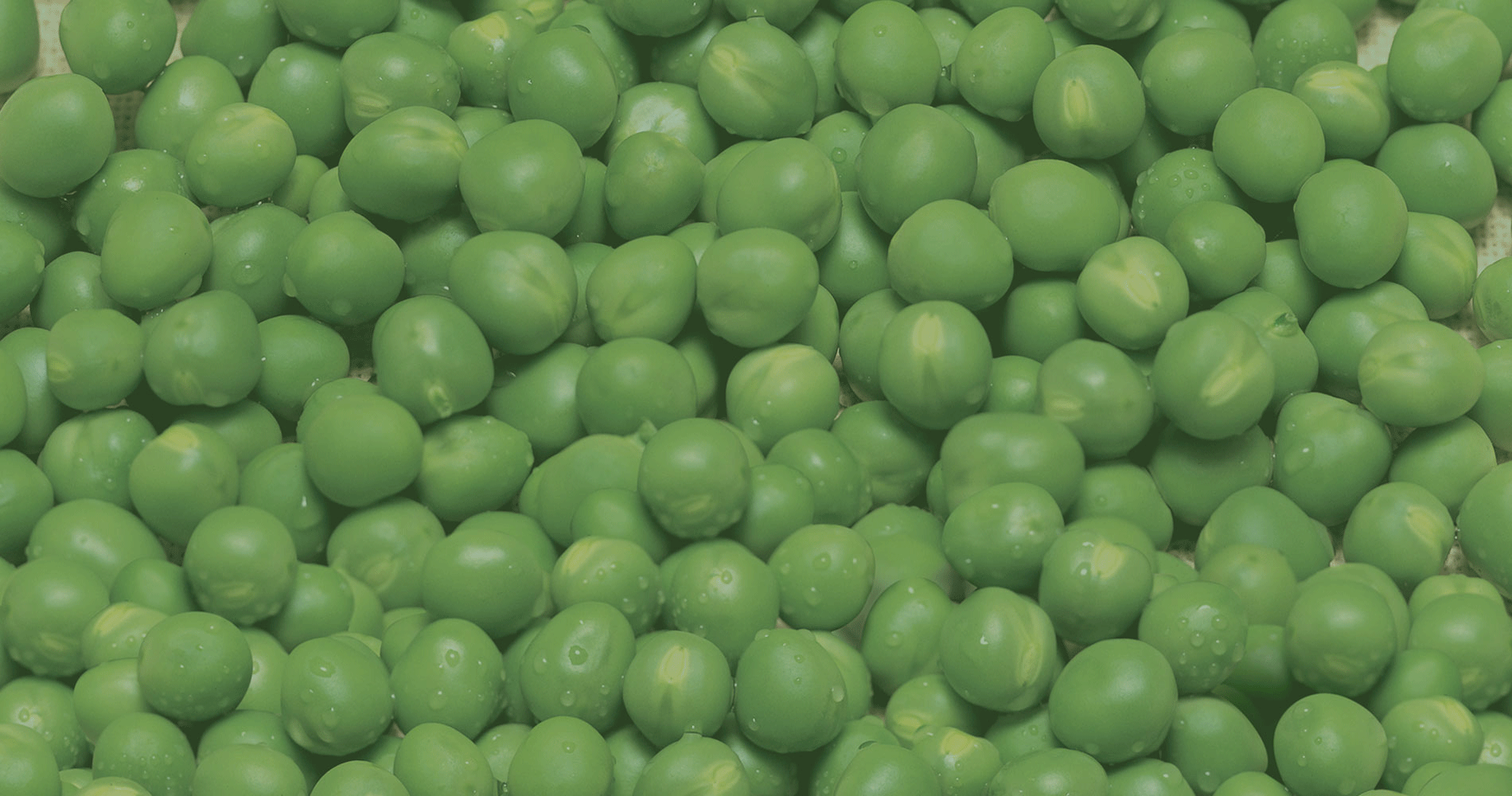 fvkvdzs7al_processing-pea-image-header.gif