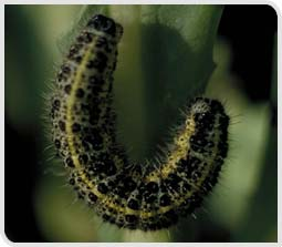 Chenille de la piéride