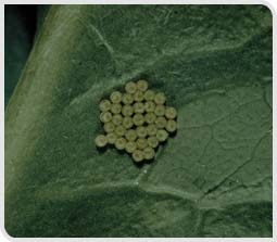 larves de chenille noctuelle