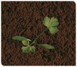 Aethuse au stade 2 feuilles