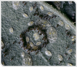 Aleurode larves et pontes