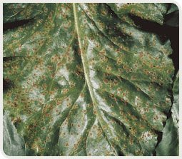 Rouille sur feuille de betterave