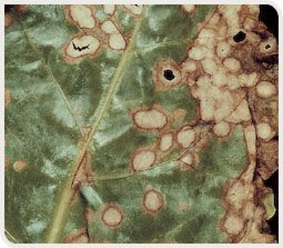 Taches de Ramulariose sur une feuille de betterave à sucre