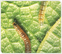 Chenille de la Cochylis