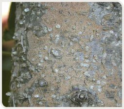 Cochenille blanche du murier sur pêcher
