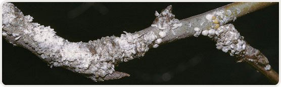 Dégâts cochenille sur poirier