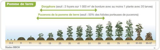 Doryphore et pucerons de la pomme de terre : périodes critiques et seuils de traitement