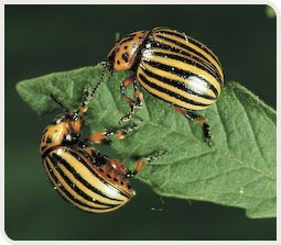 Doryphores de la pomme de terre