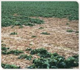 Dégâts de limaces sur colza