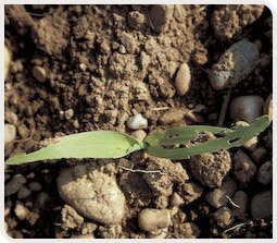 Dégâts de limaces sur un jeune plant de maïs