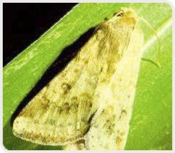 Larve de noctuelle gamma, Autographa gamma