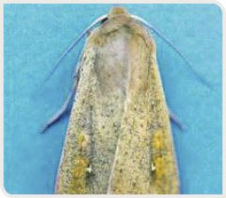 Noctuelle ponctuée adulte, Mythimna unipuncta
