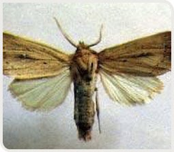 Larve de sésamie, Sesamia nonagrioides