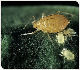 Puceron vert adulte du pêcher et larves (Myzus persicae)