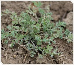 Fumeterre officinale