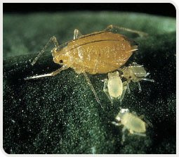 Puceron vert adulte du pêcher et larves (Myzus persicae) sur une feuille de pomme de terre