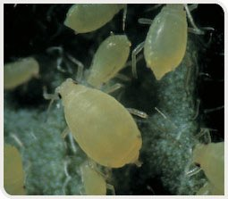 Pucerons du nerprun adultes sur une feuille