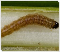 Chenille pyrale - melon