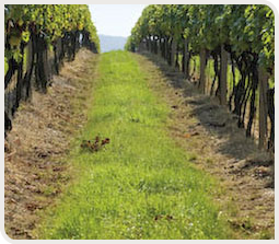 rang vigne