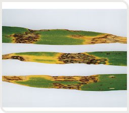 rhynchosporiose
